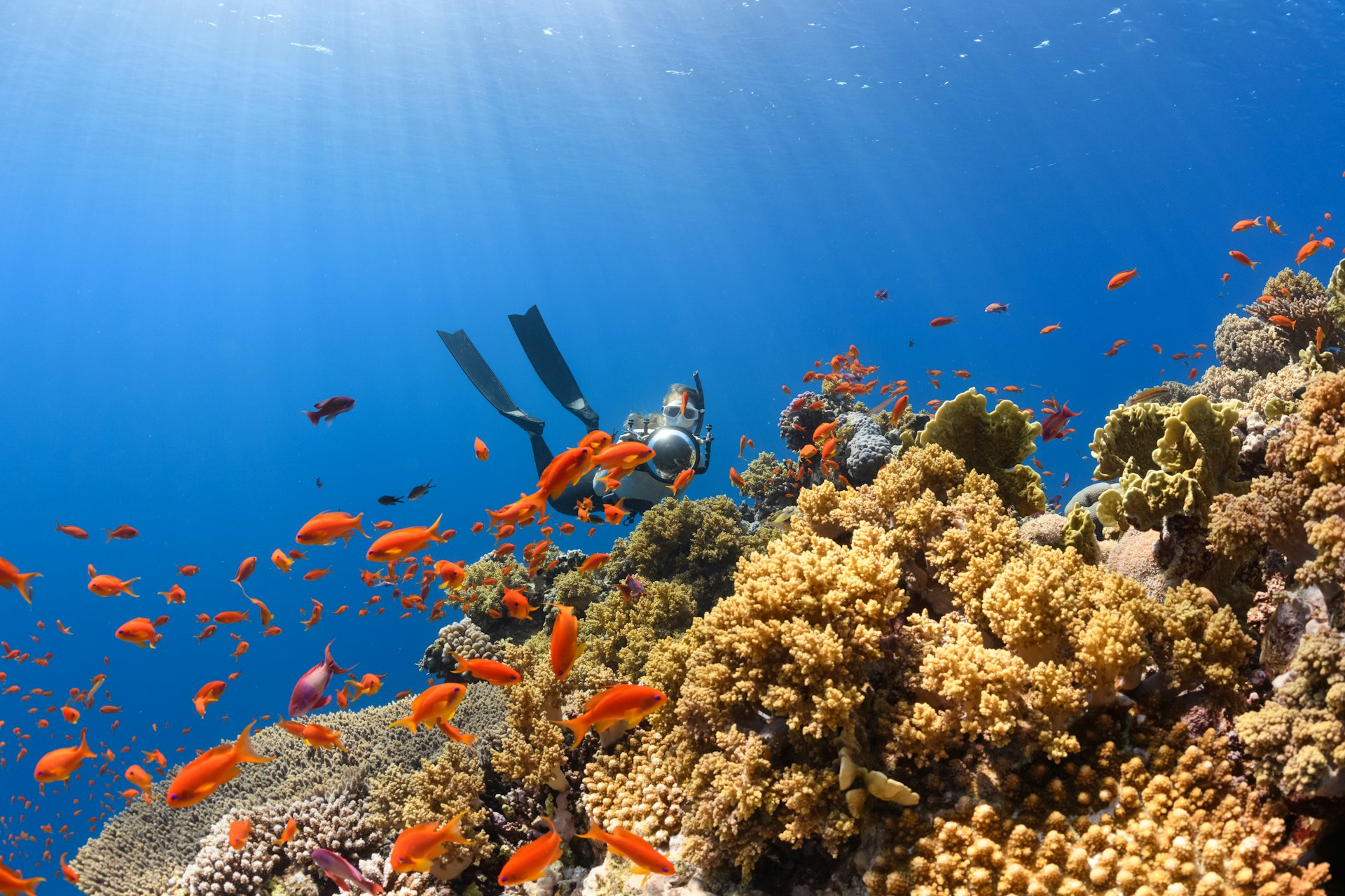 How Coral Relocation Affects Project Timelines in Florida